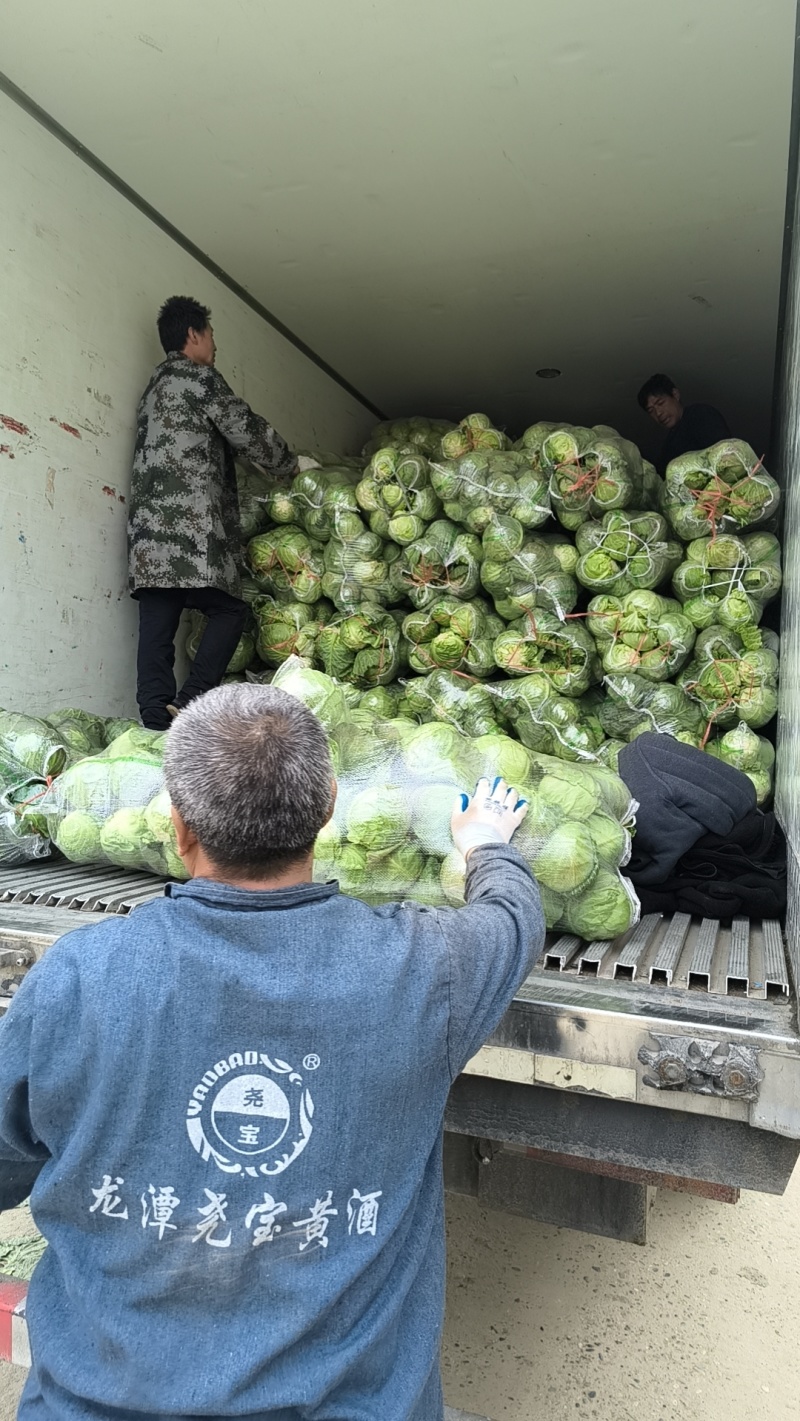 甘蓝大量有货，价格优惠