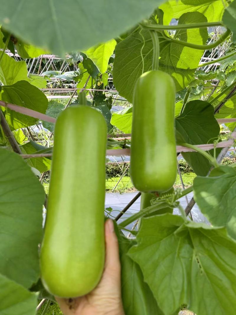 佰嘉赞雄风瓠瓜种子中早熟短棒蒲瓜种子皮色翠绿如青玉瓠瓜种