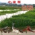 小米草种子草籽水稗草种子耐寒牧草矿山修复客土喷播护坡草坪