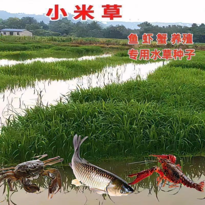 小米草种子草籽水稗草种子耐寒牧草矿山修复客土喷播护坡草坪