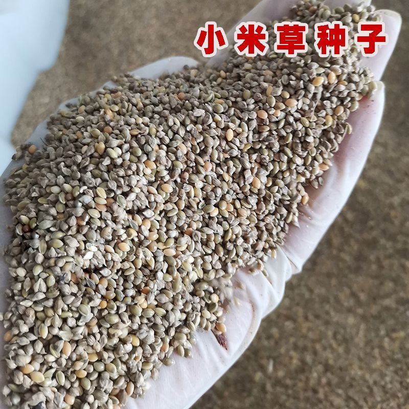 小米草种子草籽水稗草种子耐寒牧草矿山修复客土喷播护坡草坪