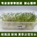 小米草种子草籽水稗草种子耐寒牧草矿山修复客土喷播护坡草坪