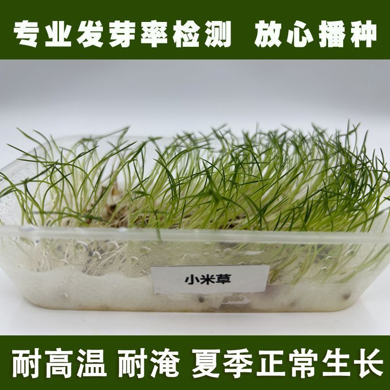 小米草种子草籽水稗草种子耐寒牧草矿山修复客土喷播护坡草坪