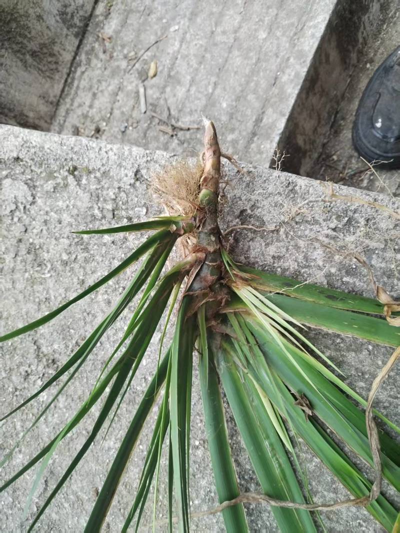 石菖蒲苗