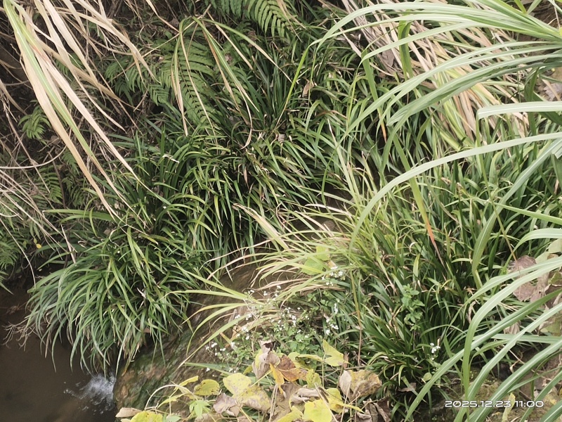 石菖蒲苗