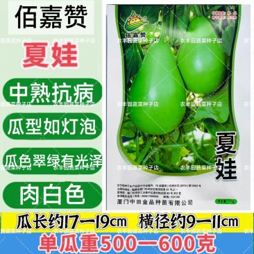 夏娃瓠子果型如灯泡圆瓠瓜种子果色翠绿有光泽肉白色蒲瓜种蔬