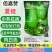 夏娃瓠子果型如灯泡圆瓠瓜种子果色翠绿有光泽肉白色蒲瓜种蔬