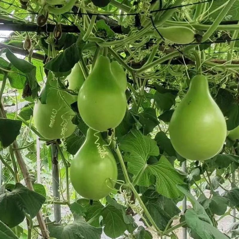 夏娃瓠子果型如灯泡圆瓠瓜种子果色翠绿有光泽肉白色蒲瓜种蔬