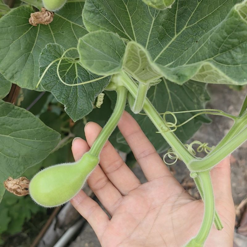 夏娃瓠子果型如灯泡圆瓠瓜种子果色翠绿有光泽肉白色蒲瓜种蔬
