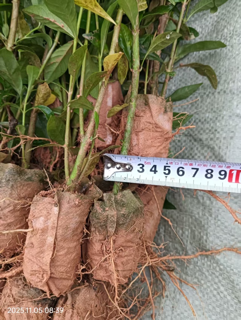 黄栀子药用栀子大杯苗种植成活率高保质保量基地直发