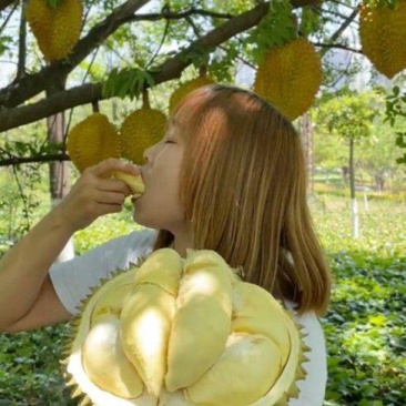 金枕榴莲一手批发价格，A果保5房，坏果包赔