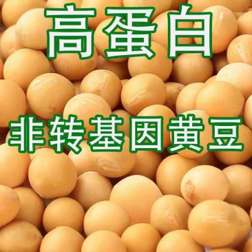 大豆黄豆粒无霉无坏颗粒全国发货质量保证干货大豆