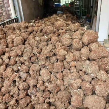 鲜茯苓自家山林种植