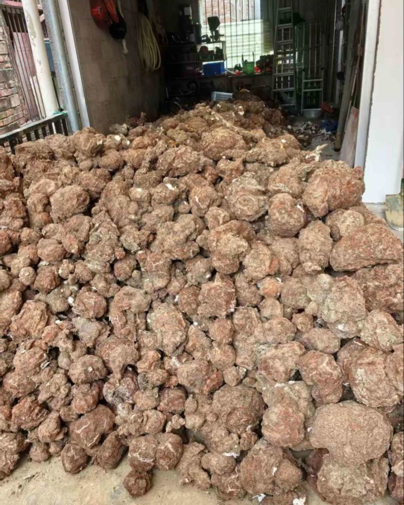 鲜茯苓自家山林种植
