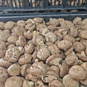 香菇