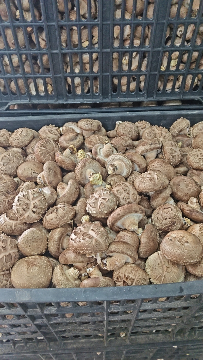 香菇