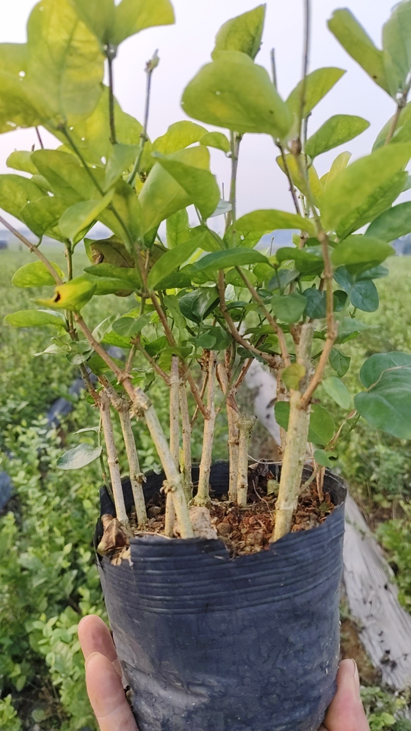 茉莉花