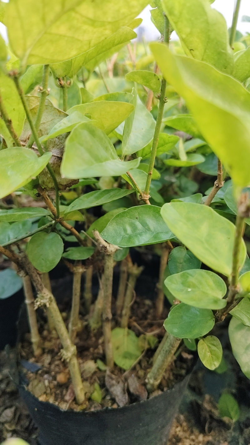 茉莉花