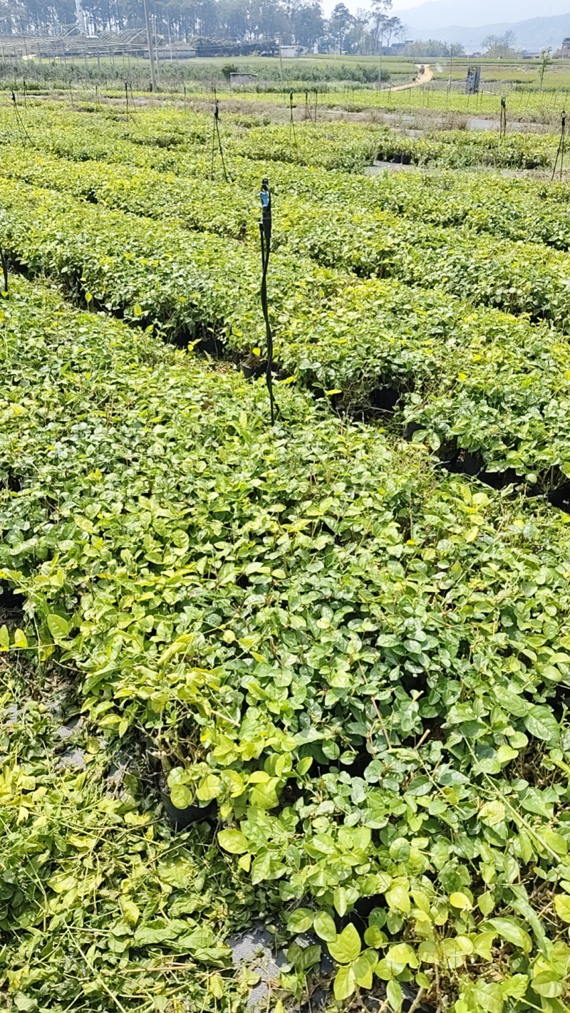 茉莉花