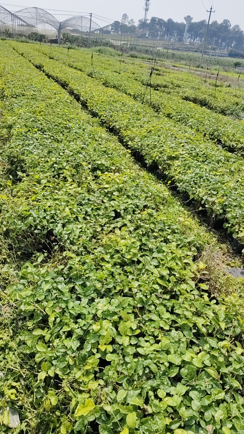茉莉花