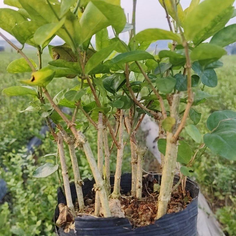 茉莉花