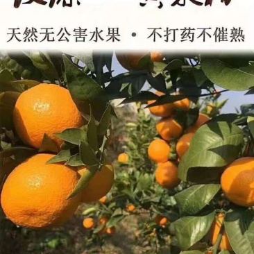 黄果柑，50果起摘，有三万斤左右