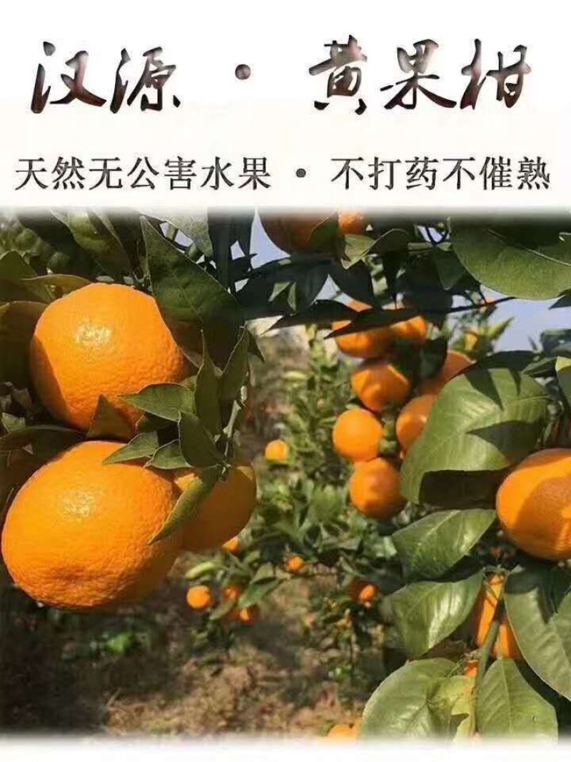 黄果柑，50果起摘，有三万斤左右
