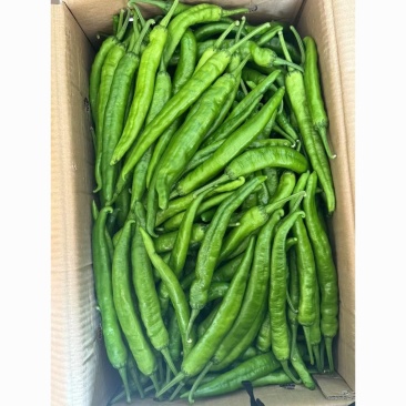 大棚55号精品2307大精211大量有货整车发货质量三包