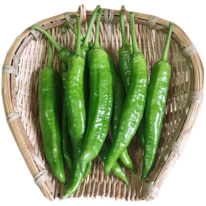 大棚55号精品2307大精211大量有货整车发货质量三包
