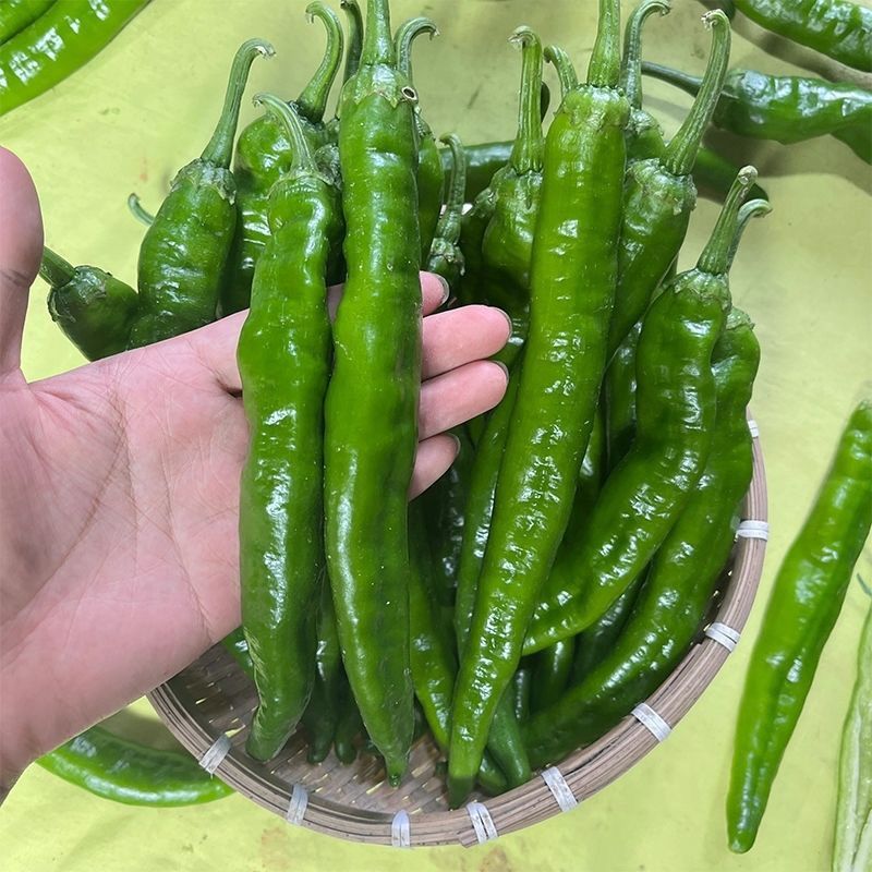 大棚55号精品2307大精211大量有货整车发货质量三包