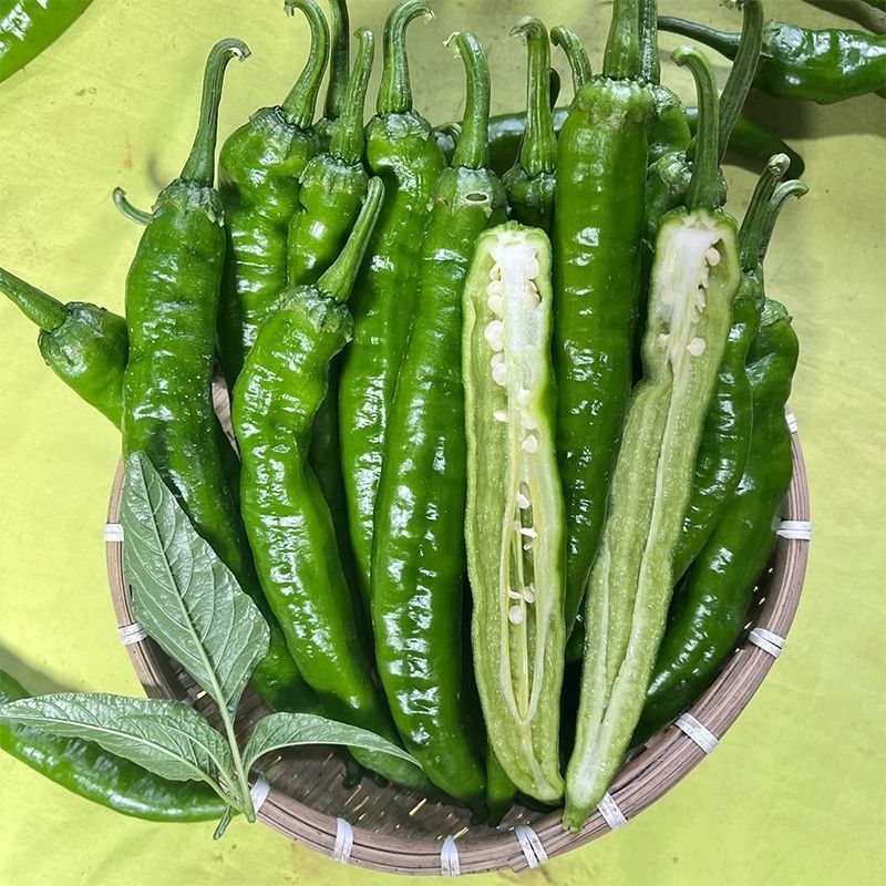 大棚55号精品2307大精211大量有货整车发货质量三包