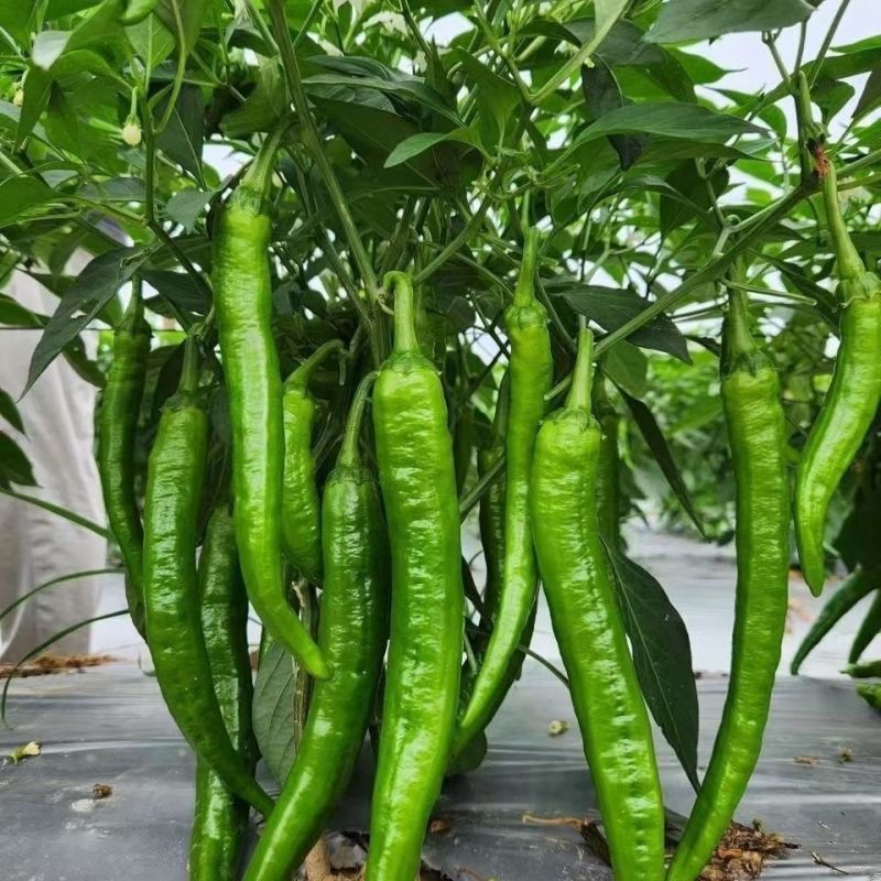 大棚55号精品2307大精211大量有货整车发货质量三包