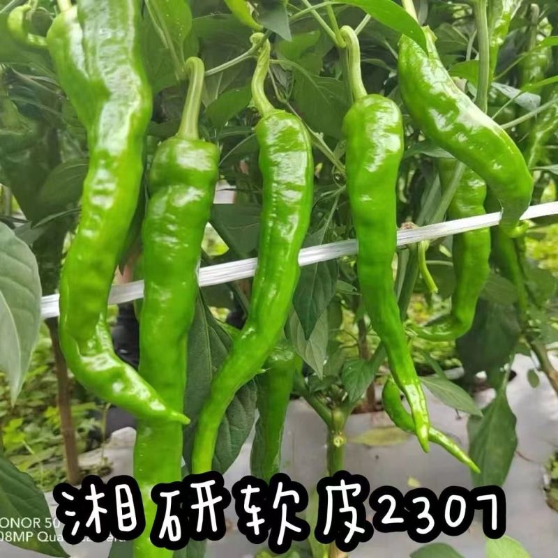 大棚55号精品2307大精211大量有货整车发货质量三包