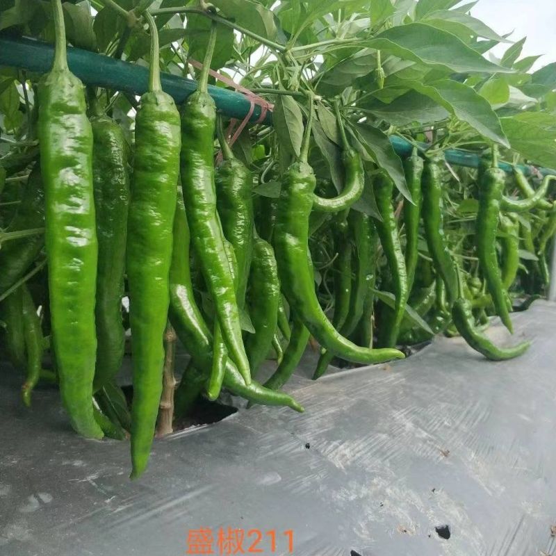 大棚55号精品2307大精211大量有货整车发货质量三包