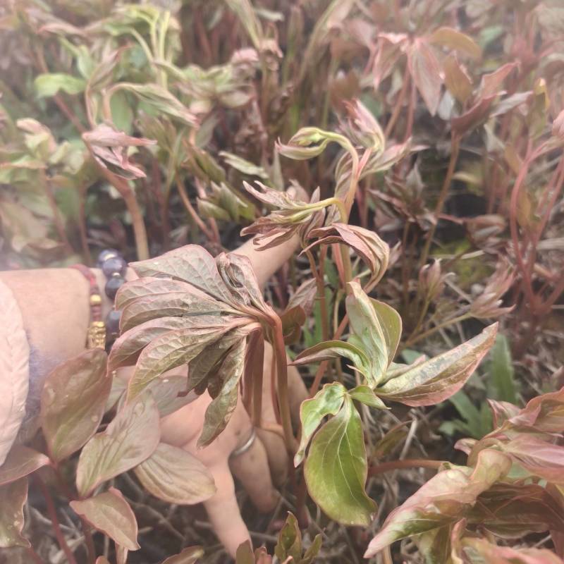 芍药