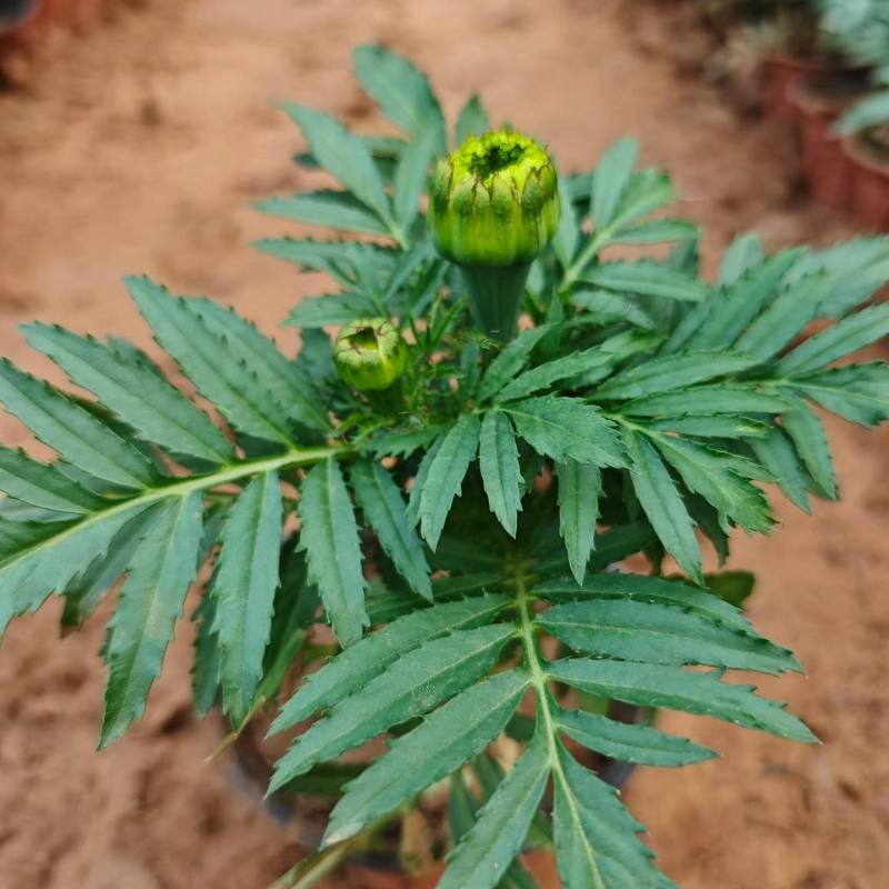 万寿菊