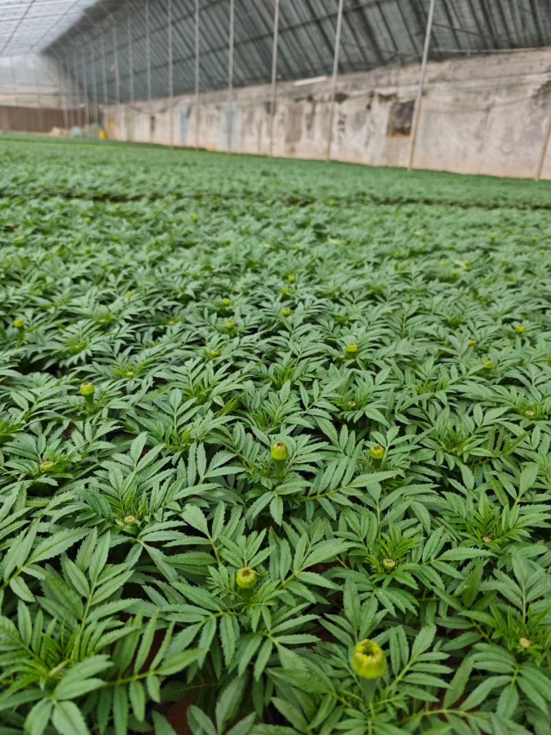万寿菊