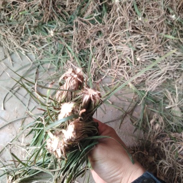 麦冬种苗
