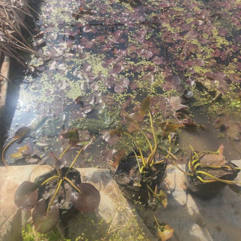 睡莲