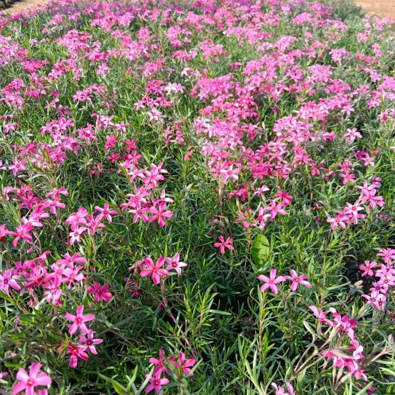 芝樱