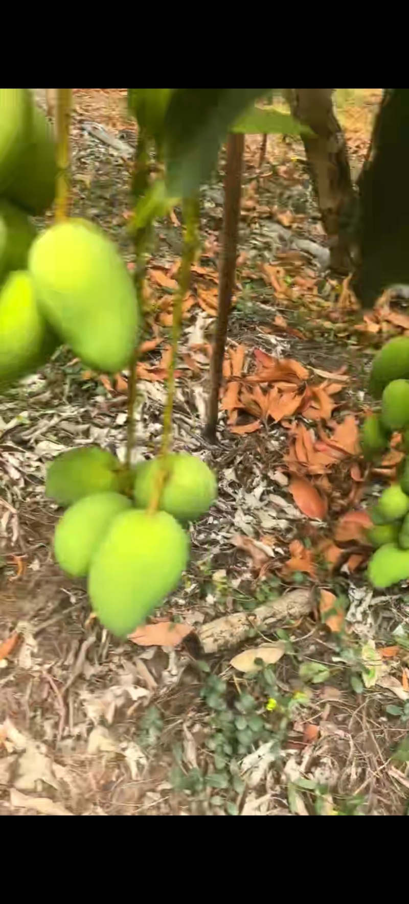 台农芒-金煌芒-水金芒-贵妃芒-工厂，各类市场-欢迎来聊