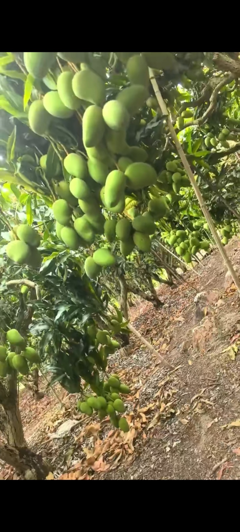 台农芒-金煌芒-水金芒-贵妃芒-工厂，各类市场-欢迎来聊