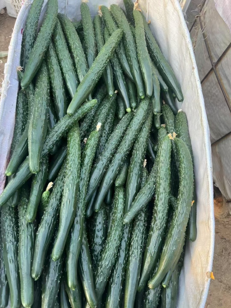 商丘夏邑黄瓜大量供应品质好质量优交通方便