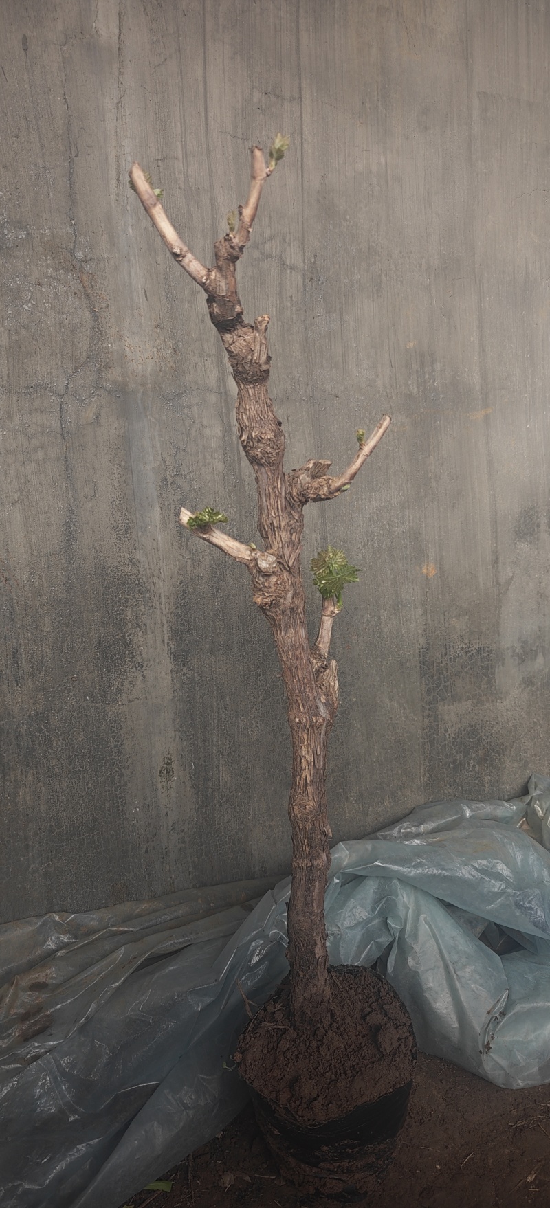 精品蓝宝石巨峰阳光玫瑰已发芽，