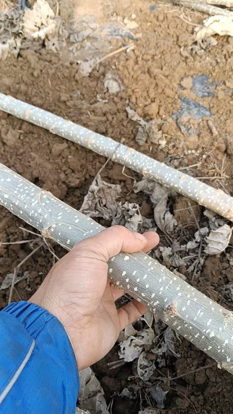 107速生杨
