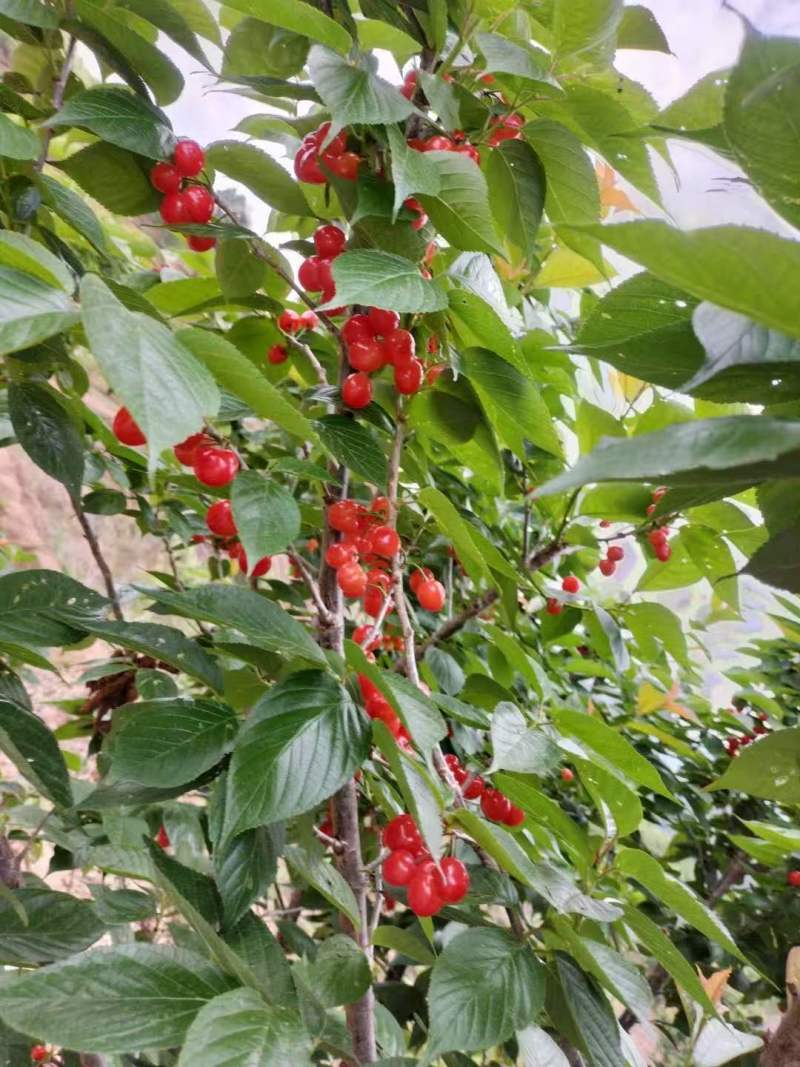 精品玛瑙红小樱桃