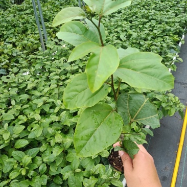 百香果钦密9号嫁接苗，大量精品货源供应，有需要的联系