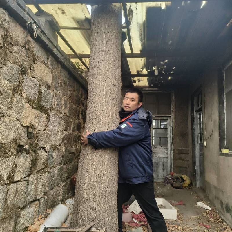 绿化银杏树