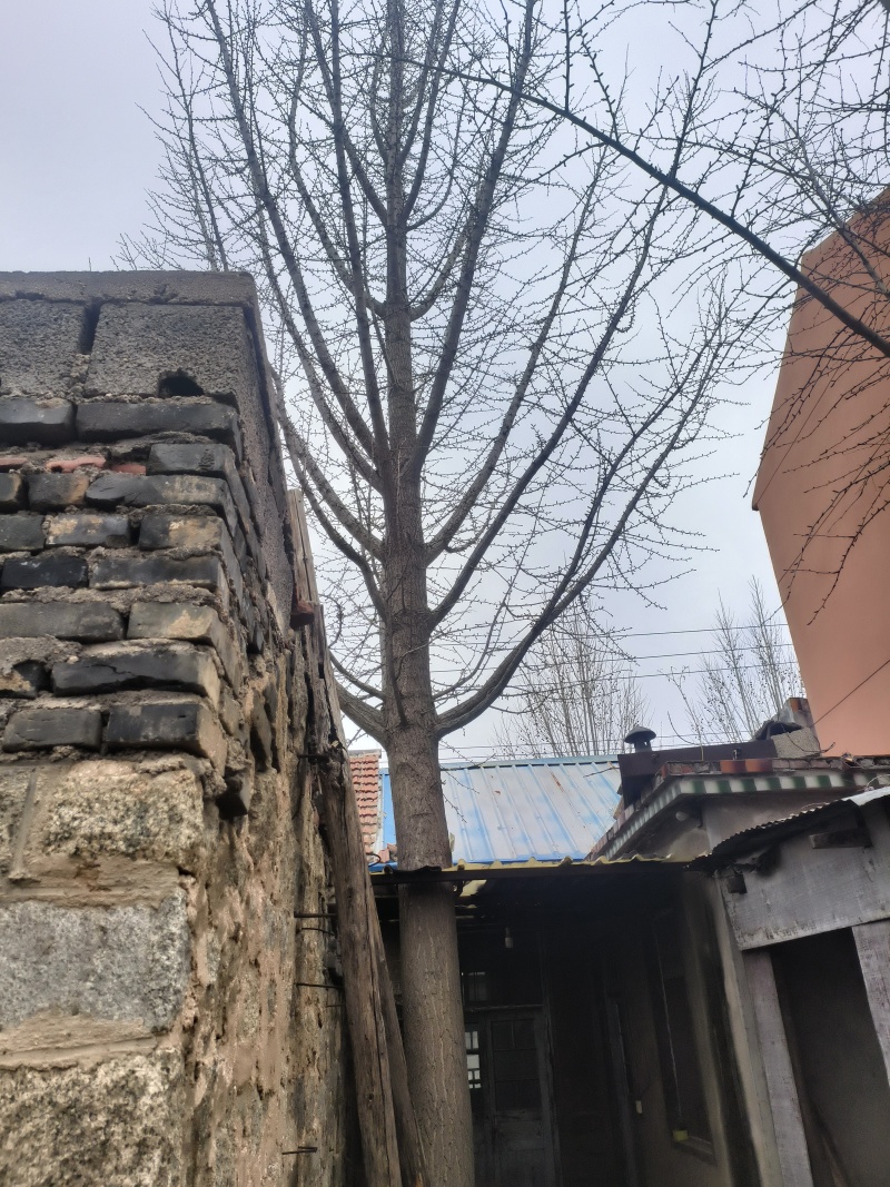 绿化银杏树