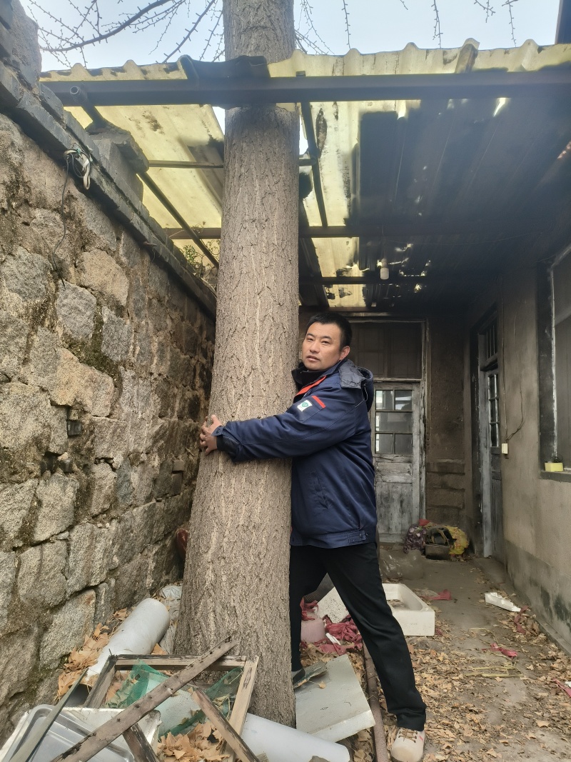 绿化银杏树
